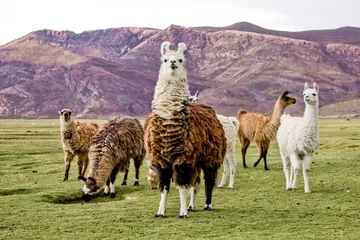 Fototapeten Lamas Alpakas im Feld von Bolivien. Tierwelt von Altiplano, Südamerika © 279photo