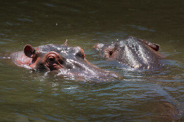 Pair of Hippo in the Mara river. Safari concept. Maasai Mara Kenya Tanzania