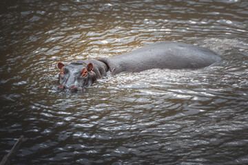 Hippo portrait in the Mara river. Safari concept. Maasai Mara Kenya Tanzania