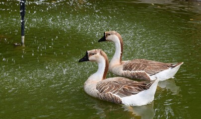 Geese swim in a pond