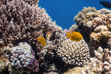 Fototapeta na wymiar colored coral reef and fishes in the sea