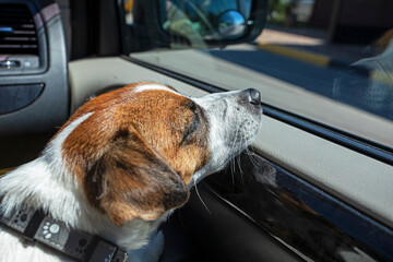 jack russell terrier in the car sleeps on the right fender in the front seat forward. family...