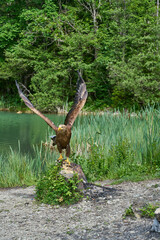 Eagle in Alps lake