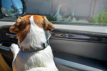 jack russell terrier puppy in the car looks out the window in the car in the front seat forward....