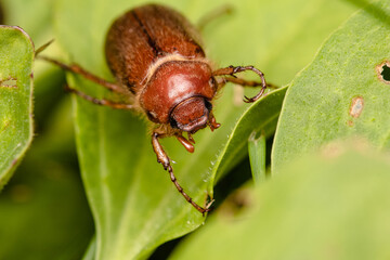 Cockchafer detail photo