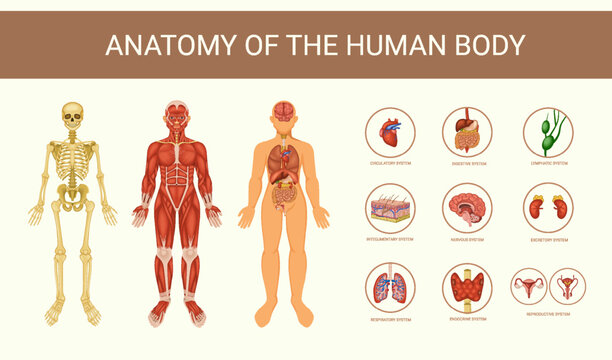 Human Body Systems