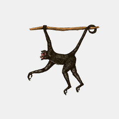 Spider monkey or Southern muriqui hanging on a tree. Hand drawn engraved sketch in woodcut style. Vector illustration in vintage style. © artbalitskiy