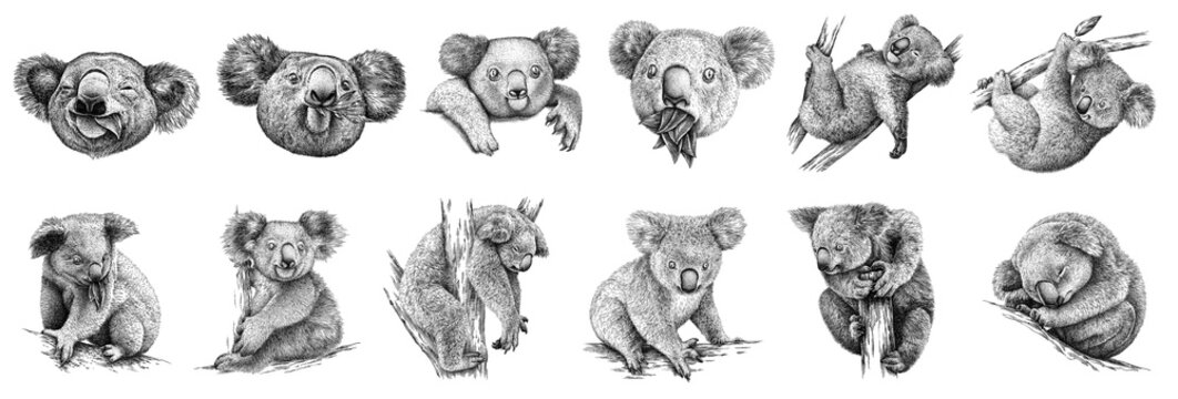 Vintage engrave isolated koala set illustration ink sketch. Koala bear background art