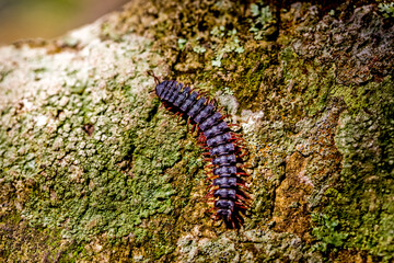 Centipede insect in Machu Picchu area Peru .Fauna of Soth America.
