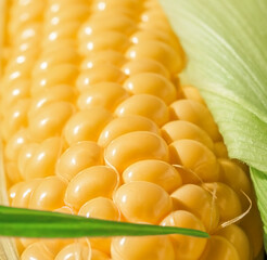 Ripe fresh organic sweet corncob with leaf closeup background