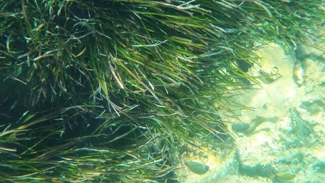 underwater survey of algae at the bottom of the sea on which solar bunnies fall through the water