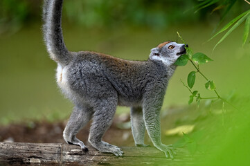 Naklejka premium Crowned lemur (Eulemur Coronatus), endemic lemur from northern Madagascar