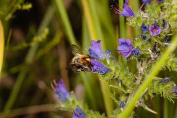 Common wild bee close up