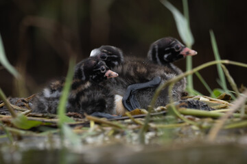 The little baby juvenile grebe on their nest, also known as dabchick, is a member of the grebe family of water birds