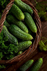 Fresh green cucumbers in a brown wicker basket on a wooden background. Fresh harvest of cucumbers.