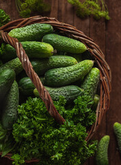 Fresh green cucumbers and curly parsley in a wicker basket on a rustic background. Top view.