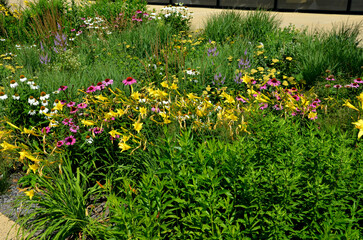 flowerbed on the promenade in the park with ornamental perennials. the edge is a curved curb of...