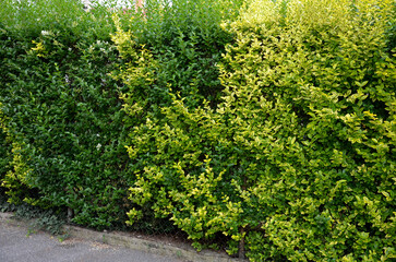 medium-growing shrub, growing to a height of 2 m and approximately the same width. At first glance,...