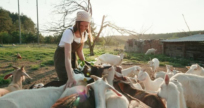 Woman farmer feeding her goats on organic farm