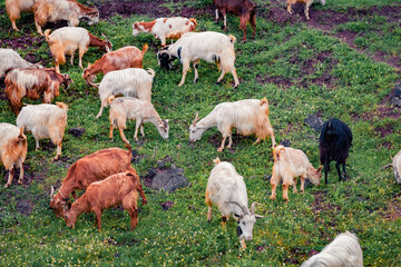 Flock of goats on mountain pasture. Attractive summer scene of Greece, Kamena Vourla town location....