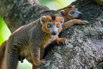 Crowned lemur (Eulemur Coronatus), endemic lemur from northern Madagascar