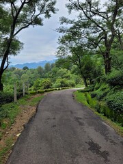 path in the forest