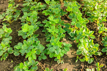 Young green strawberry leaves in the garden. Strawberries on an organic farm. Growing of strawberries