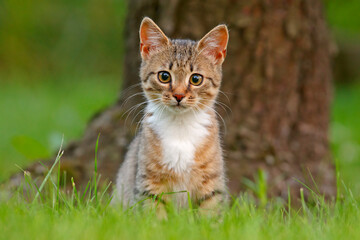 Kotek na trawie