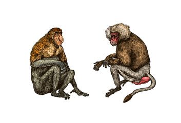 Yellow baboon and Proboscis monkey or long nosed animal in vintage style. Hand drawn engraved sketch in woodcut style. 