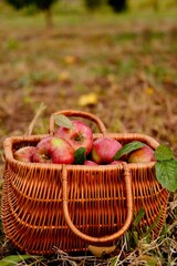 Apples in a Basket outdoor. Wooden basket with organic apples in the autumn apple rural garden.Harvesting High quality photo