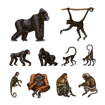Bonobo or chimpanzee, Western gorilla , Orangutan in vintage style. Colombian capuchin Proboscis monkey. Spider monkey or Southern muriqui . Hand drawn engraved sketch in woodcut style. 
