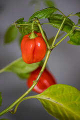 fresh habanero red chili pepper on plant