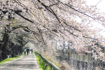Fototapeta premium 桜 一目千本桜