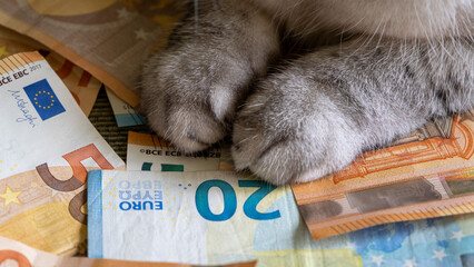 close-up of a cat with euro banknotes. The cost of keeping and maintaining pets. Global economic...