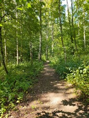 Beautiful path in the forest