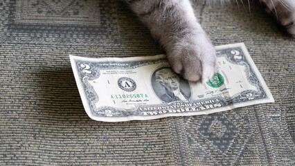 Cat's paws on the two dollar bill. Financial concept of business, corruption, home Finance