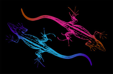 Two large lizards facing opposite sides on a black background