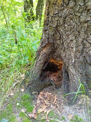 Old tree with a hollow