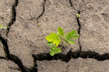 Close up view to the young plant emerging from the drying out soil and probably die out soon: concept of climate change and global warming