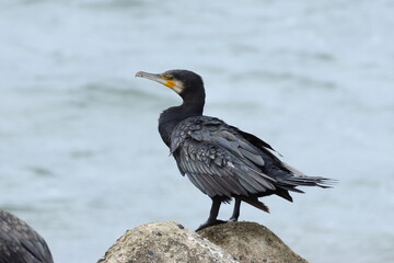 海水に濡れた体を乾かす鵜