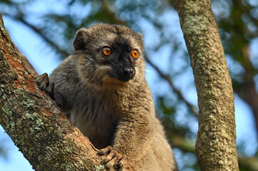 Common brown lemur - portrait (Eulemur fulvus) , Madagascar nature