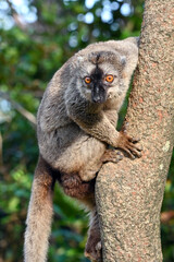 Common brown lemur - portrait (Eulemur fulvus) , Madagascar nature