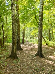 Obraz premium Beautiful trees in the forest