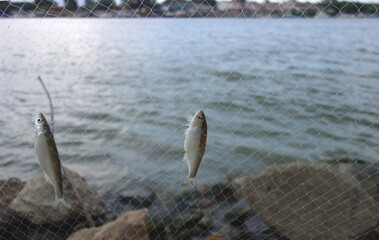 bleak in a fishing net