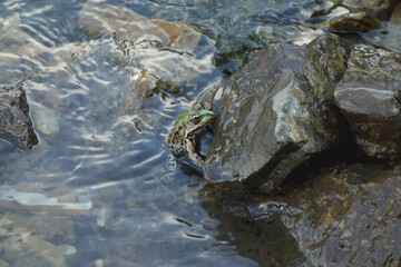 river frog brown green in natural environment stone in water