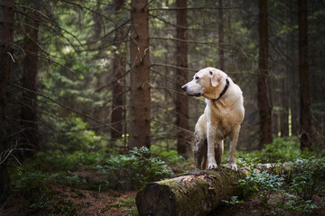 Adventure trip with happy dog. Wet and dirty labrador retriever during hike in deep forest..