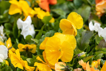Vibrant yellow Viola Cornuta pansies flowers close-up with blurred background, blooming yellow heartsease pansy flowers with green leaves