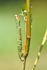 Birkenspanner (Biston betularia)