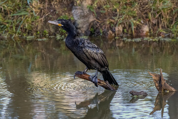 A cormorant sitting on a dead trunk waiting for the sun
