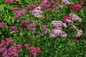 Achillea millefolium in full bloom. Blooming Yarrow. © Katarzyna